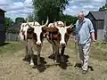 Oxen team