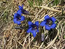 Image 20Stemless gentian (Gentiana acaulis) (from Alps)