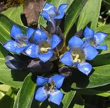 Close-up on flowers of Gentiana cruciata