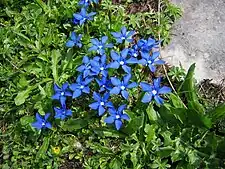 Gentiana verna, the spring gentian, flourishes in dry limestone habitats.