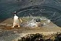 Gentoo penguins, the current residents of Ajax Bay