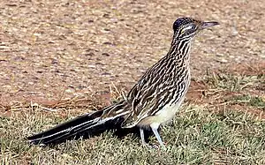 Image 6Greater roadrunner (the state bird of New Mexico) (from New Mexico)