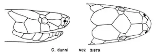 Geophis dunni drawn by Floyd Leslie Downs, 1967