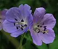 Actinomorphic flowers of Geranium pratense