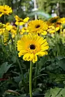 Gerbera × hybrida