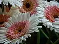 Gerbera × hybrida