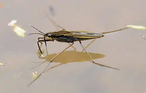 Waterstrider Gerris commun