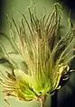 Immature seed head opened to show the achenes sitting in the persistent hypanthium and bearing plumose tails (modified styles).