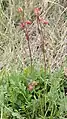 Three-flowered avens