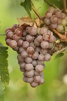 The Gewurztraminer grape variety with a pink skin which produces a white wine.