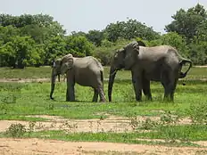 Mole National Park – National Park.