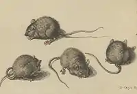 Drawing in waterpaint by Jacques de Gheyn, Four times a mouse