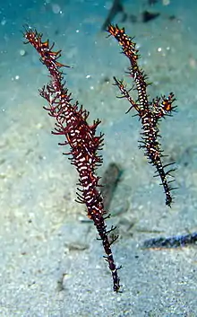 A pair observed in North Sulawesi, Indonesia