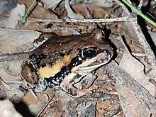 Giant Banjo frog in natural habitat in Cobar, NSW, Australia