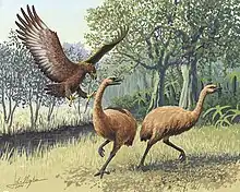 Haast's eagle, the largest eagle ever known, attacking moa