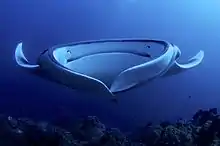 Manta foraging