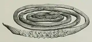 #29 (26/10/1873)The 19-foot (5.8 m) tentacle of the first Portugal Cove specimen, hacked off a live animal on 26 October 1873 (Owen, 1881:pl. 33 fig. 2; see very similar but horizontally flipped woodcut from Harvey, 1874a:68, fig.)