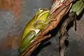 Giant tree frog in a Melbourne zoo