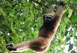 Hoolock gibbon in Bangladesh