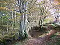 The upper part of the wood near the road