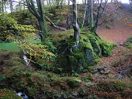 A semi-natural moot hill in the Giffordland Glen with old beech trees and the Auldmuir Burn.