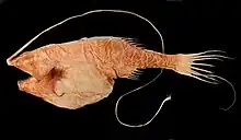 Image 9Gigantactis is a deep-sea fish with a dorsal fin whose first filament has become very long and is tipped with a bioluminescent photophore lure. (from Deep-sea fish)