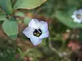 Gilia Tricolor