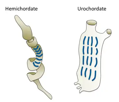 Gill slits in an acorn worm (left) and tunicate (right)