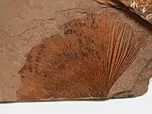 Ginkgo biloba Eocene fossil leaf from the Tranquille Shale of MacAbee, British Columbia, Canada