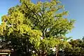 Six-hundred-year-old ginkgo tree