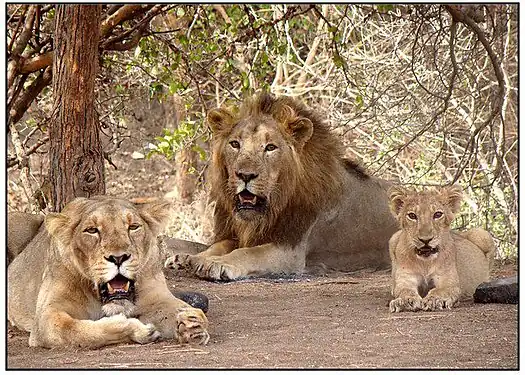 An Asiatic lion family, which occurs in and around Gir National Park