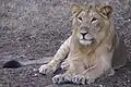 Asiatic lions are found only in Gir Forest National Park