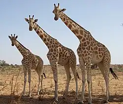 Giraffes