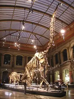 Image 9The Dinosaur Hall of the Naturkundemuseum, Berlin, showing the skeleton of Giraffatitan brancai, among the largest mounted skeletons in the world