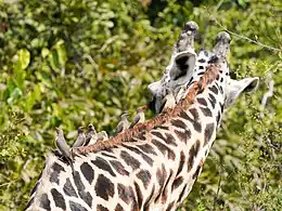 Row of red-billed oxpeckers on a giraffe, Zambia