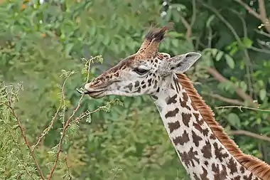 Photograph of a giraffe extending its tongue to feed