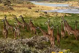 Giraffes in the Arusha National Park.