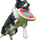 Gitit logo: dog catching frisbee