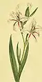 Waved-flowered Gladiolus (Gladiolus undulatus)  from Curtis's Botanical Magazine 1801