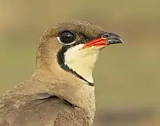 Pratincole with a complete but partially contrasting eye-ring