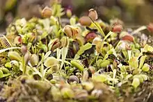 Venus flytraps in the carnivorous plants gallery