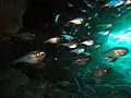 Glassy sweepers inside cave