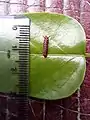 Larva (first instar)