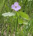 Glaucidioideae:Glaucidium palmatum