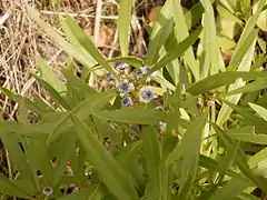 Globularia salicina (Puntallana)