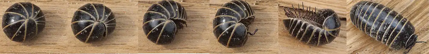 Stages of a pill millipede (Glomeris marginata) unrolling.