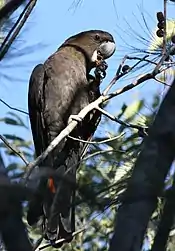 A male glossy black-cockatoo.