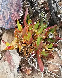 Glottiphyllum peersii