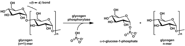 Action of glycogen phosphorylase on glycogen