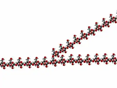 A view of the atomic structure of a single branched strand of glucose units in a glycogen molecule.